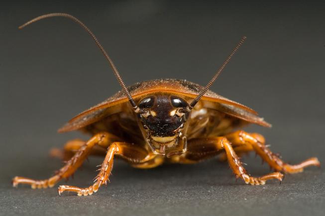 Почему тараканов называют «прусаками»